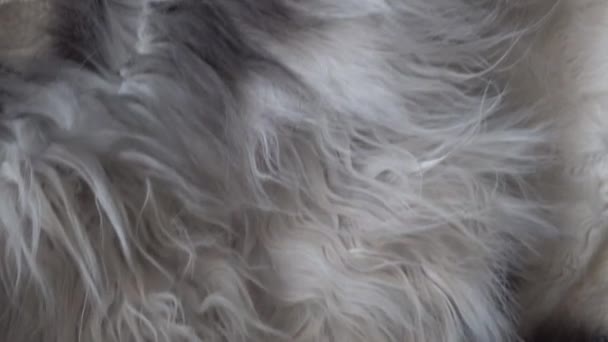 Крупным планом пролетает над спящей кошкой серого белого мейн-куна — стоковое видео