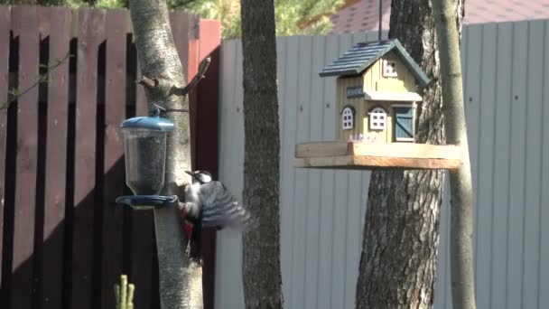 Hackspett komma flyg till hus fågel matare och hackor äta frön solros. — Stockvideo