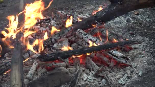 Φωτιά στο δάσος σε ένα πικνίκ από κλαδιά με κόκκινα κάρβουνα απανθρακωμένα κάμπινγκ — Αρχείο Βίντεο