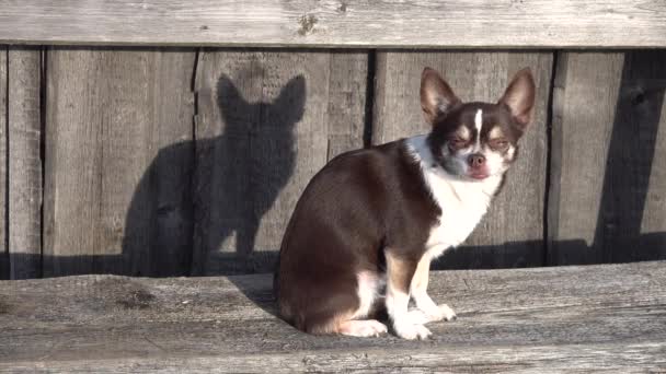 Маленькая собачка бело-коричневая чихуахуа сидит и ложится. Трясется. Тень на закате — стоковое видео