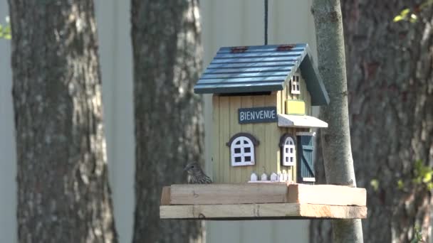 Pássaro de cotovia vêm voo para casa alimentador de aves e bicadas comendo sementes girassol . — Vídeo de Stock