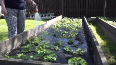 Bir kadın sulama tenekesiyle hortumdan çilek yatağını suluyor..