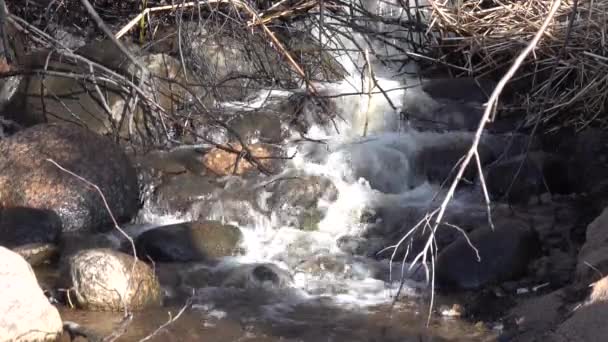 Arroyo de primavera fluye sobre piedras en arbustos árboles ramas — Vídeos de Stock