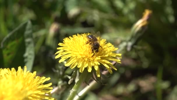 Close up macro photo of a bee on yellow flower dandelion — Stock Video