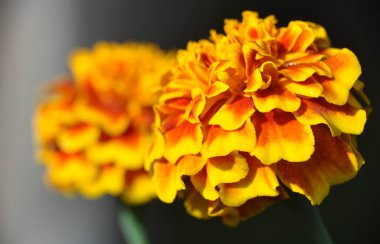 Makro yakın çekim görüntüsü Marigoldlar (Tagetes) yazın ve güneşli havada