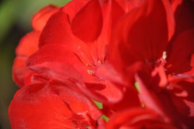 Kırmızı desenli çiçek parlak kırmızı yaprak tomurcuğu yeşil arka plan makrosu kapat