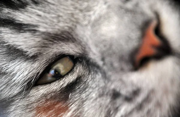 Close up macro closeup grey cat face with orange nose and crazy green eyes — Stock Photo, Image
