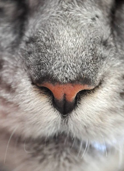 Close up macro closeup grey cat face with orange nose — Stock Photo, Image