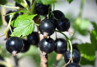 Frenk üzümü (Ribes rubrum) yaz güneşli hava yeşil arka plan