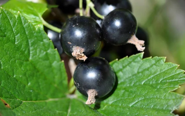 Blackcurrant black currant (Ribes rubrum) summer sunny weather green background — Stock Photo, Image