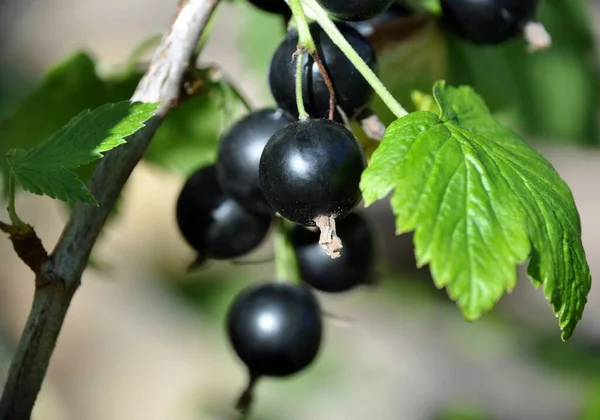 Blackcurrant black currant (Ribes rubrum) summer sunny weather green background — Stock Photo, Image