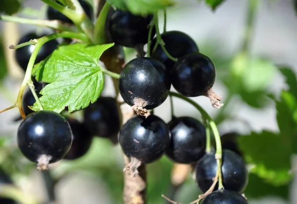 Frenk üzümü (Ribes rubrum) yaz güneşli hava yeşil arka plan