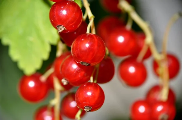 Redcurrant red currant (Ribes rubrum) summer sunny weather green background — Stock Photo, Image