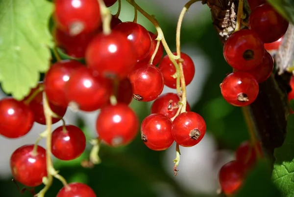 Redcurrant red currant (Ribes rubrum) summer sunny weather green background — Stock Photo, Image