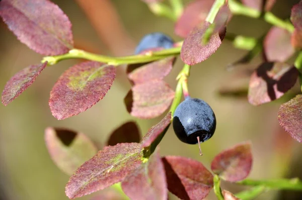 Macro blueberry on the bush with green branches summer and sunny in the forest — Stock Photo, Image