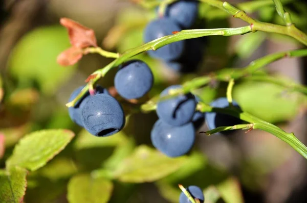 Macro blueberry on the bush with green branches summer and sunny in the forest — Stock Photo, Image