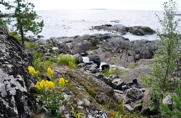 Žluté květy v kameni. Ladoga Lake Bay Skerry v Rusian Karelia. ostrovy — Stock fotografie