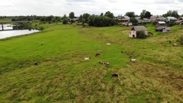 Koeien en paarden op de groene velden in de buurt van de rivier met op de kust Luchtfoto. — Stockvideo