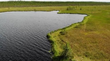 Yeşil bataklık hava manzaralı göl. Orman arka planda. Ekoloji güzel bir yer.