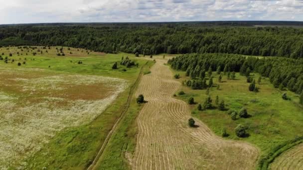 Åkrar med grusväg nära grön skog på sommaren. Flygbild. — Stockvideo