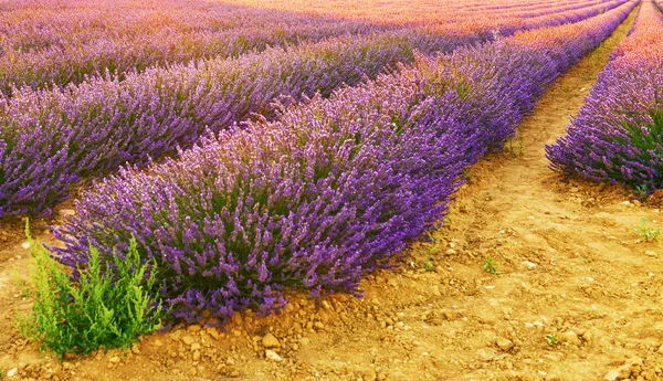 View of lavender field, France.