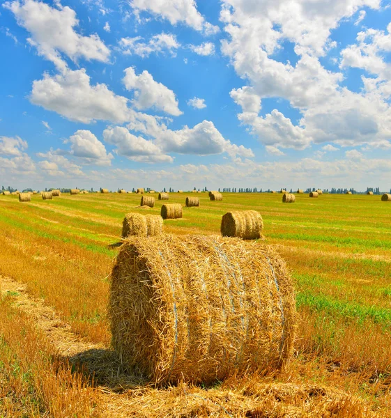 Round bales of straw in a meadow in a hilly landscape. Álava Province,  Basque Country, Spain - a Royalty Free Stock Photo from Photocase