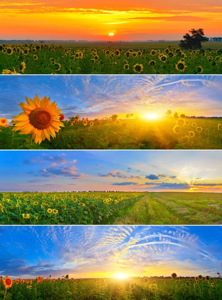 Set of morning sunflower fields