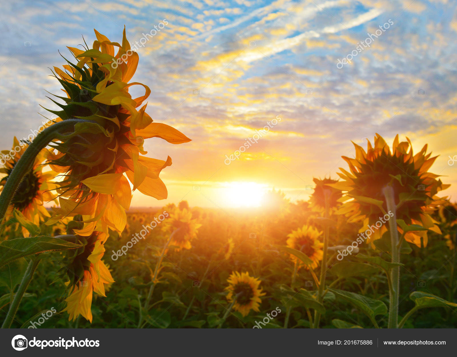 Field Sunflowers Sunrise — Stock Photo © LDenis 201675886