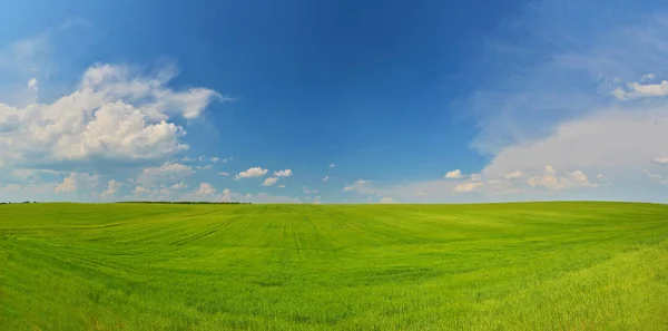 Summer green field in sunny weather