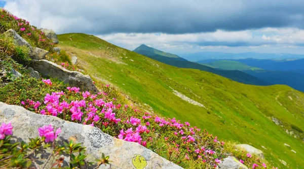 Blooming pink rhododendron in summer mountains