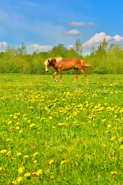 Horse on a spring meadow of dandelions