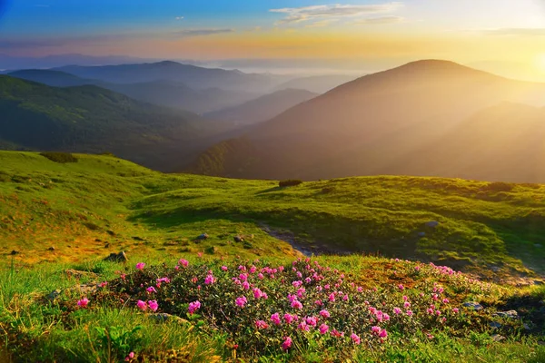 Rhododendron in summer mountains at sunrise.