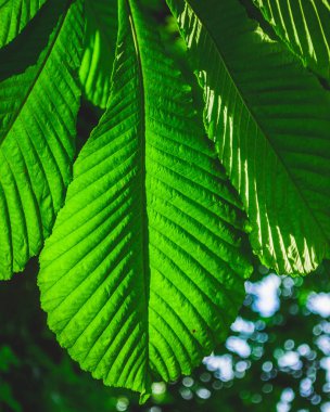 Arkaplan olarak bitki yaprakları