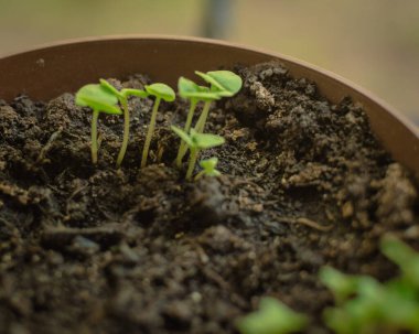 Apartmanda saksı yetiştirmek.