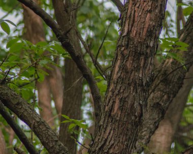 Yaşlı bir ağacın kabuğu soyuluyor