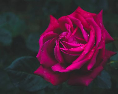 Arka bahçesinde su damlaları olan güzel bir gül