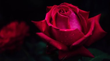 Arka bahçesinde su damlaları olan güzel bir gül