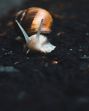 Yağmurdan sonra yürüyüşe çıkan bir salyangoz.