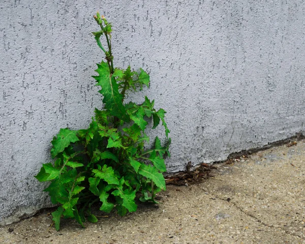 Uma Planta Cultivada Partir Concreto — Fotografia de Stock