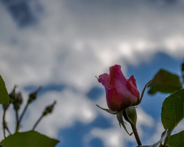 一朵美丽的玫瑰花蕾 背景是白云 — 图库照片