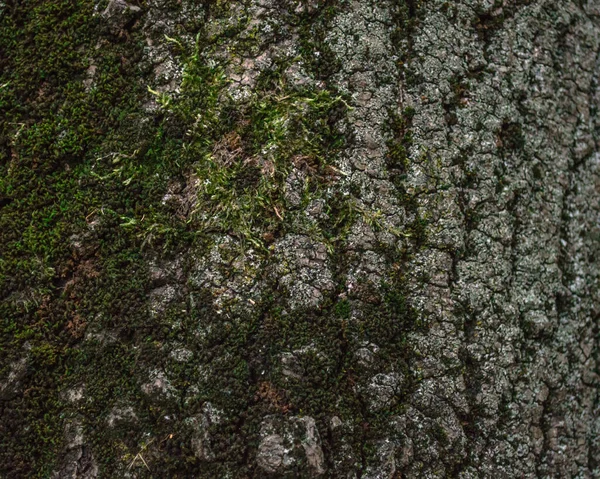 Ein Baumstamm Mit Moos Bedeckt — Stockfoto