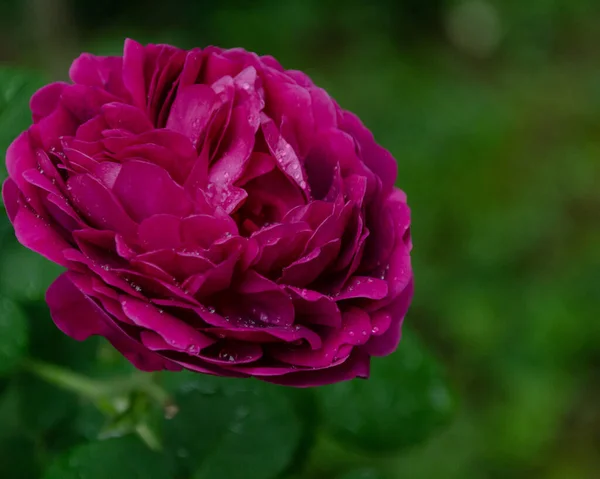 Une Belle Rose Dans Jardin — Photo