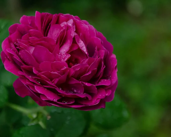 Beautiful Rose Backyard — Stock Photo, Image