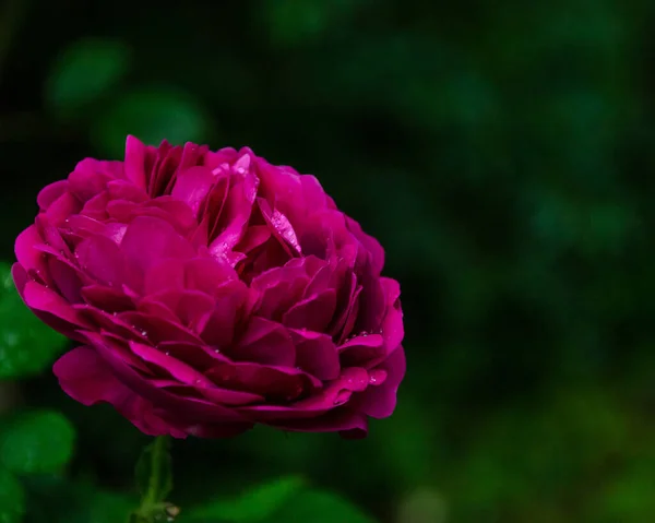 Uma Bela Rosa Quintal — Fotografia de Stock