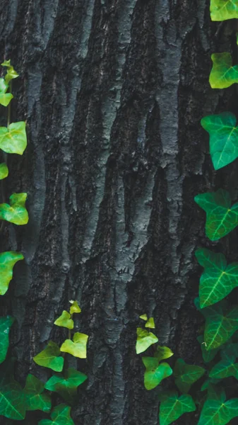 Arkaplanı Sarmaşık Olan Bir Ağaç Gövdesi — Stok fotoğraf