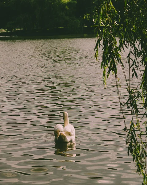 Beau Cygne Sur Lac — Photo