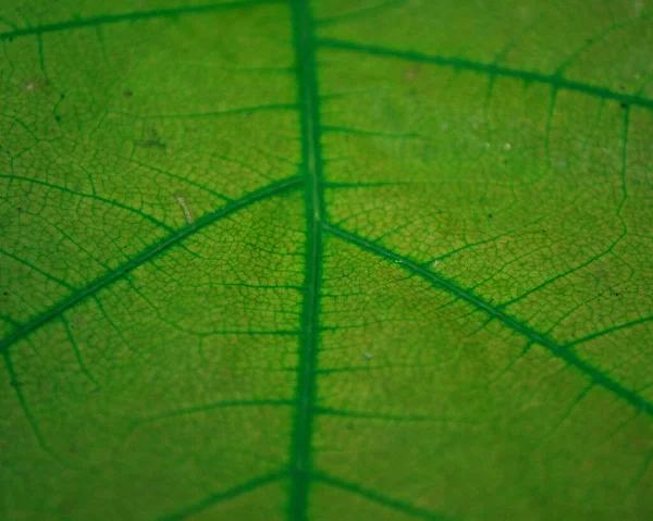 Plantaardige Bladeren Als Achtergrond — Stockfoto