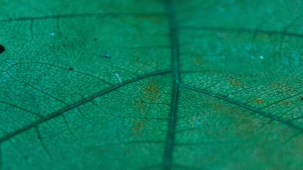 Pianta Foglie Come Sfondo — Foto Stock