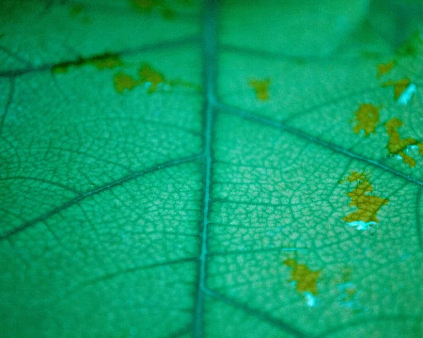 Folhas Plantas Como Fundo — Fotografia de Stock