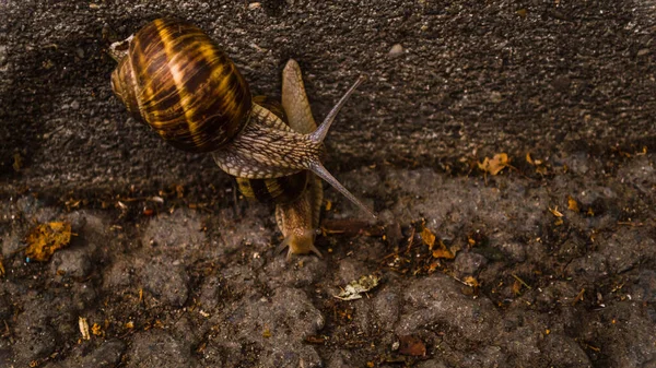 Two Snails Getting Know Each Other — Stock Photo, Image